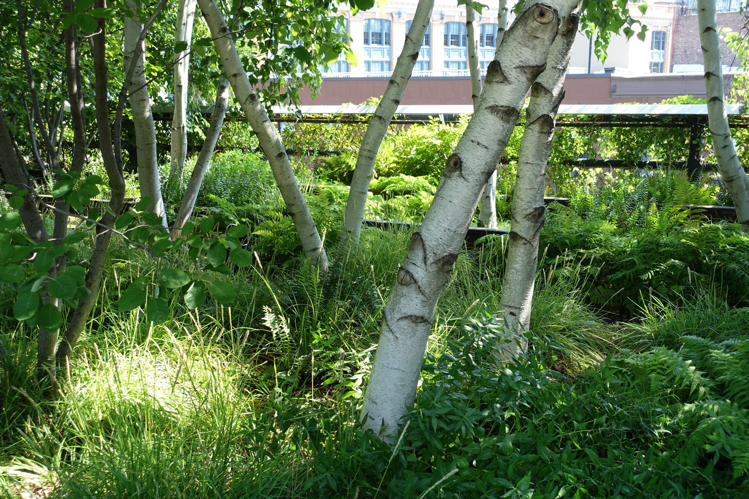 Plants and walkway on the High Line elevated park in New York City