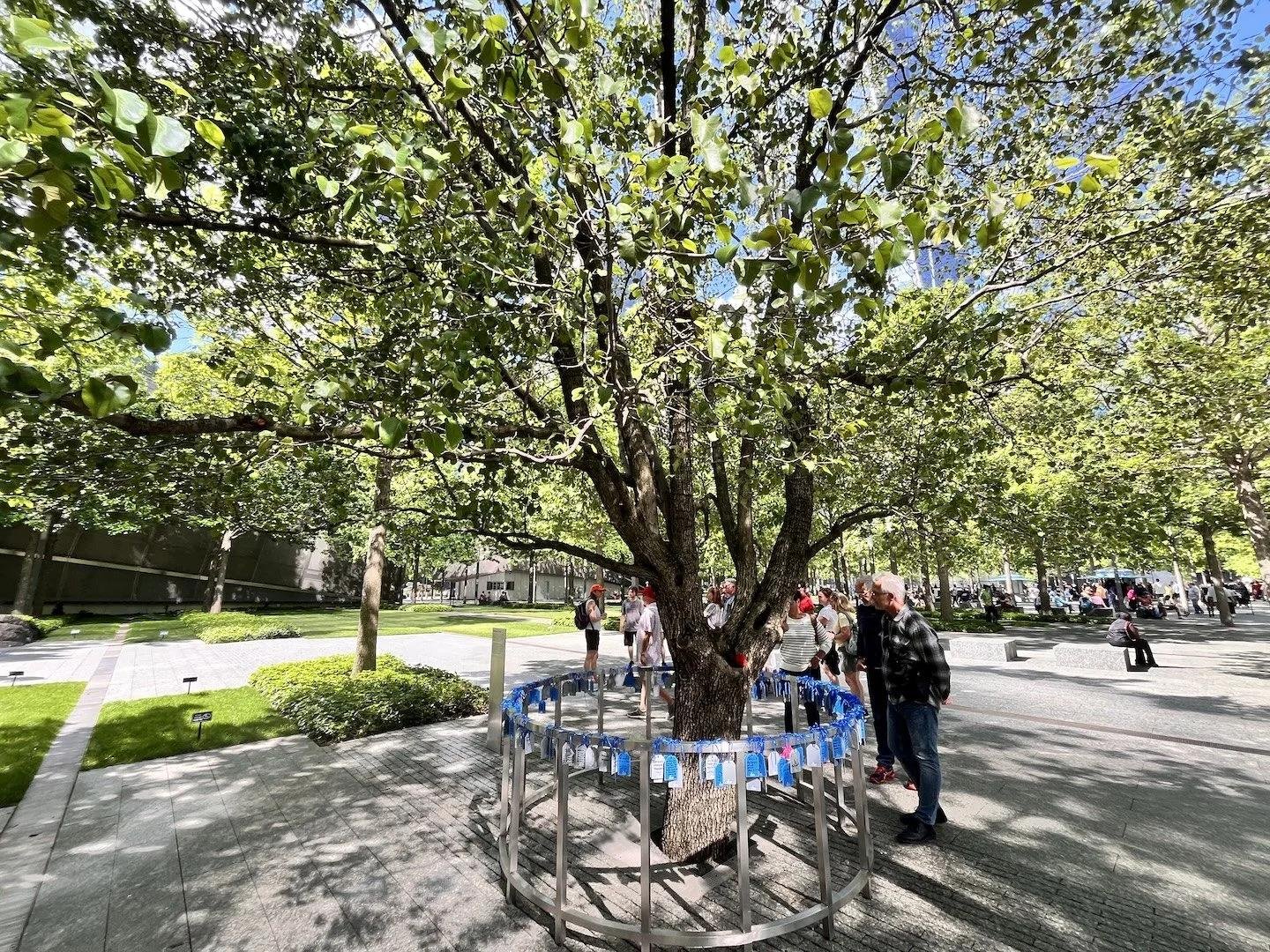 Survivor Tree at the 9/11 Memorial in Lower Manhattan, a symbol of resilience and remembrance